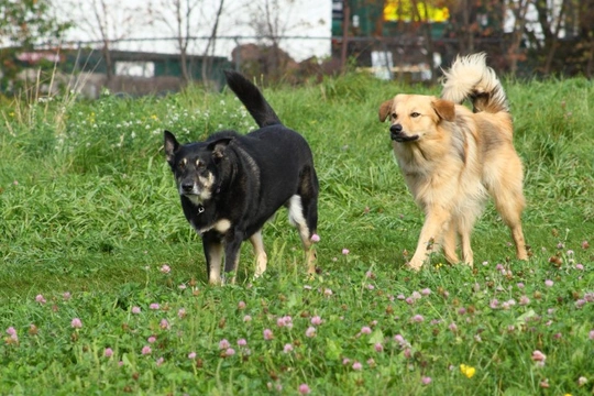 More About the Chinook a Lesser Known but Lovely Breed of Dog