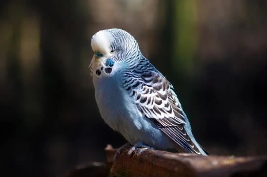 Common Illnesses in Budgies