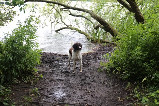 Losloopgebied: Maarsseveense Kleine Plas in Maarssenbroek