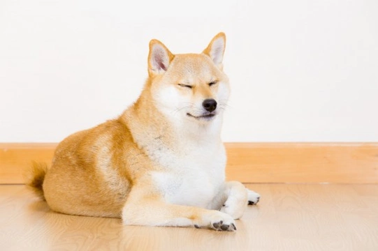 Japanese Shiba Inu hereditary health and average longevity