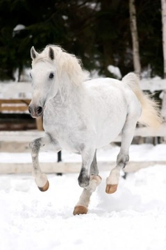 The History of the Lipizzan – An Aristocratic Ancient Breed of Horse