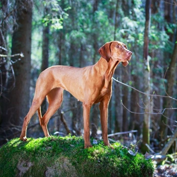 Five universal personality traits of the Hungarian Vizsla