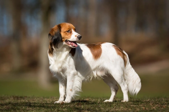 Hereditary Necrotising Myelopathy (ENM) in the Kooikerhondje dog