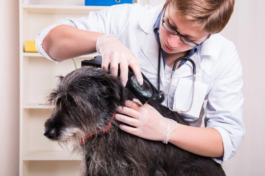 Six flea and tick myths debunked