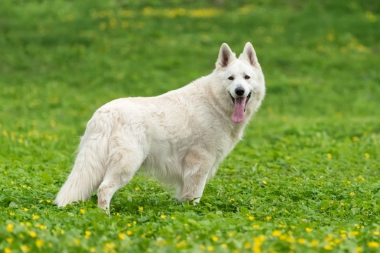 Kennel Club announces three newly approved dog breeds to be permitted to compete at Crufts 2019