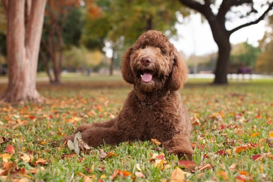 6 Healthier Breeds of Dog