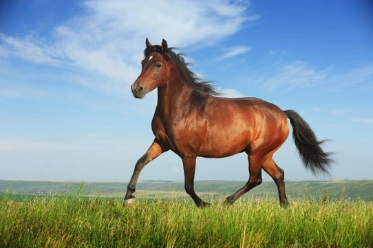 Should You Put Your Horse on Loan?