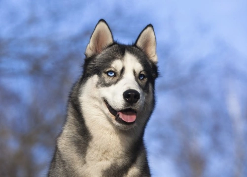 Siberian husky hereditary health and longevity