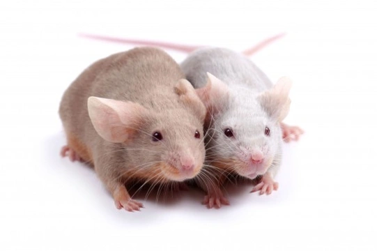 Common Mice Health Problems