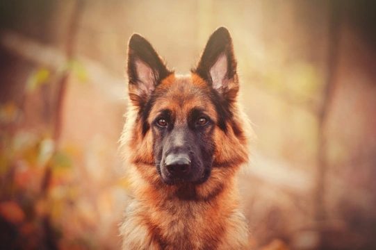 Mucopolysaccharidosis type VII DNA testing for the German shepherd dog breed