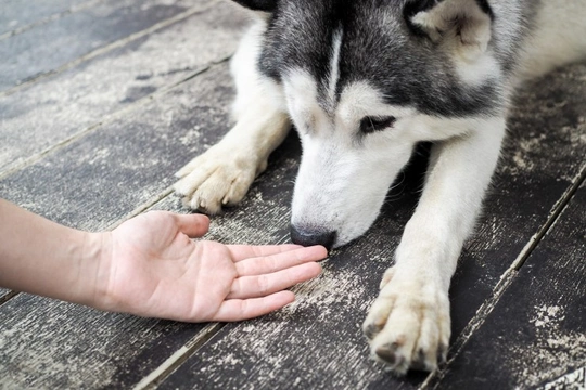 What makes a dog obsessed with sniffing certain people and not others?