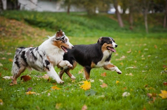 How to encourage your dog to play nicely with strange dogs