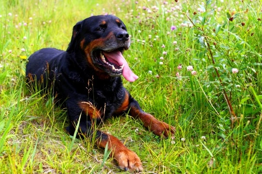 The Rottweiler - A good family pet?