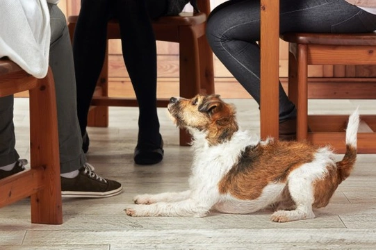 Does Your Dog Beg for Snacks ?  It Could be Why They're Piling on the Pounds