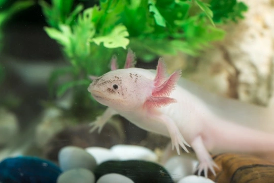 Keeping an axolotl as a pet