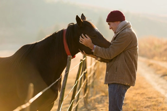 Caring for your horse or pony at Christmas