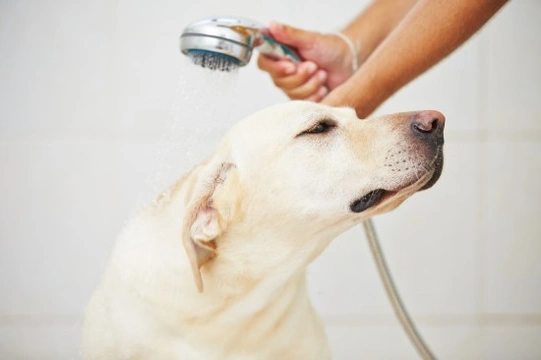 Can I use Tea Tree Oil on my Pets?