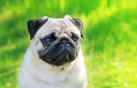 Chronic degenerative radiculomyelopathy in Pugs