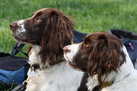 Do hunting dogs make good pets?