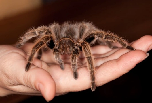 Handling and working around a pet tarantula