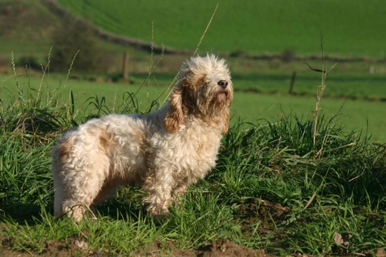 Petit Basset Griffon Vendeen hereditary health and wellness