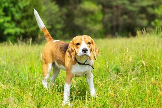 Neonatal cerebellar cortical degeneration (NCCD) in Beagles