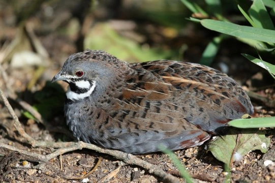 Keeping Quail in an Aviary