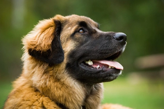 What legal dog breeds have the strongest bite?