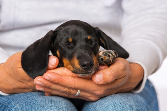 What is the etiquette at Crufts when it comes to petting dogs and talking to competitors?