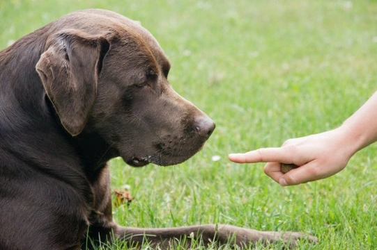 Constructional aggression therapy for dogs