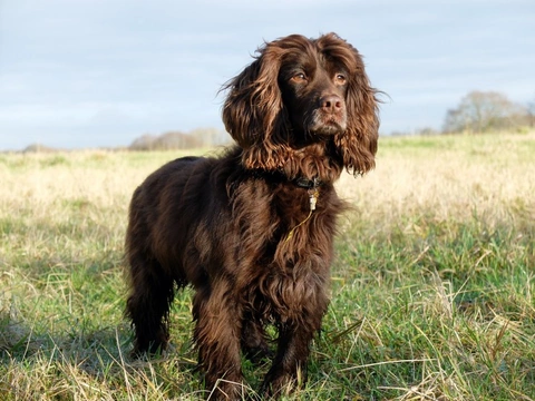 What and how to feed a very active or working dog