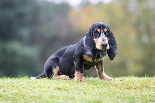 Basset Hound or Basset Bleu de Gascogne, which is best for you