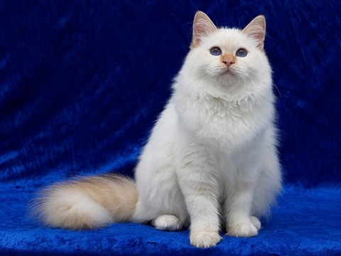 Turkish Angora and Hereditary Health Issues