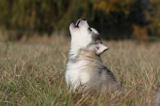 Dogs and vocalisations