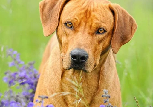 Kan een hond allergisch zijn?