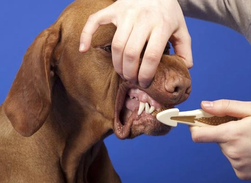 Tandpasta voor menselijk gebruik giftig voor honden