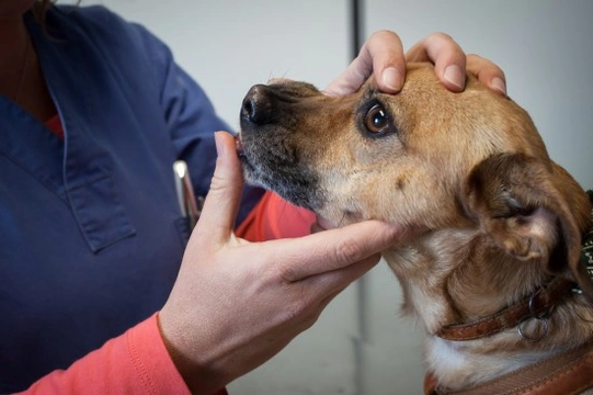 What white gums in dogs means