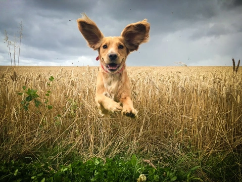 What your dog’s ears can tell you about their origins!