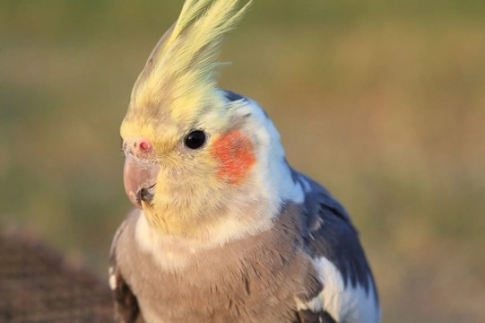 The Cockatiel