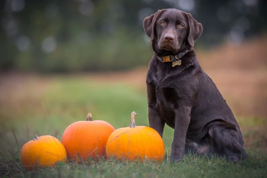 How to celebrate a safe Halloween with your pet