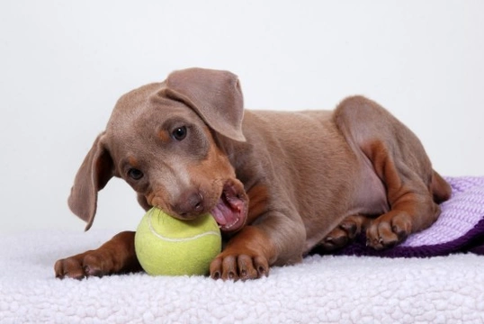 What happens when your puppy begins to get their adult teeth?