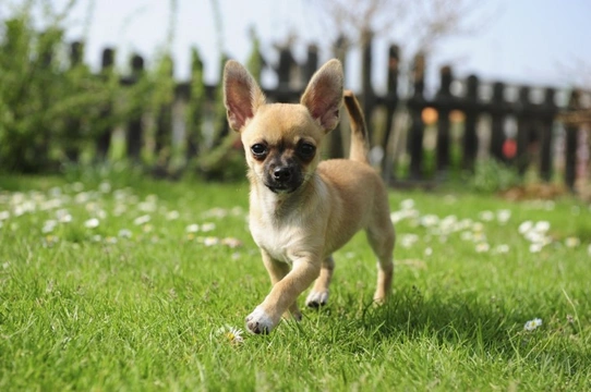 Can Chihuahuas swim?