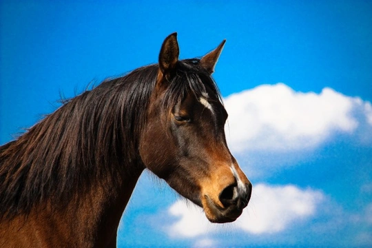 Trimming Your Horse’s Whiskers – Is it Right or Wrong?