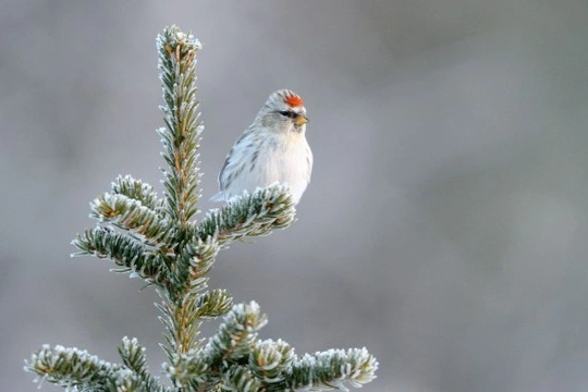 About The Redpolls