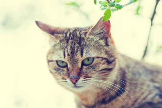 Why is my cat’s fur falling out?