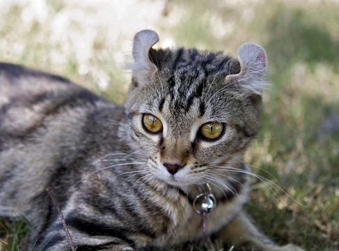 The Lovely Highlander Cat