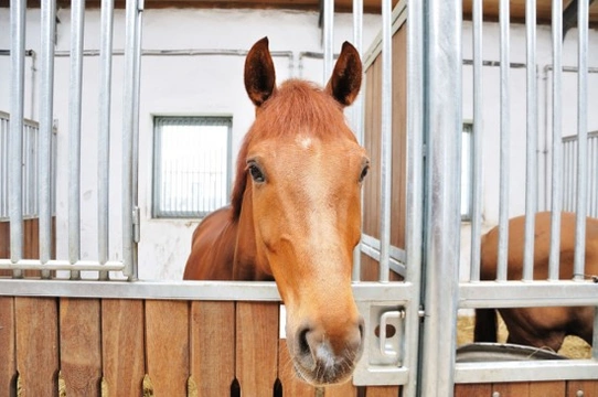 Relieving Boredom for the Stabled Horse over winter