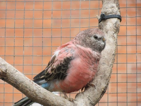 Bourke’s Parrot