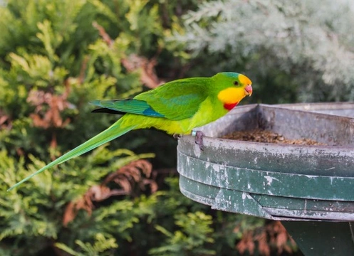 Barraband Parrot (Superb Parrot)