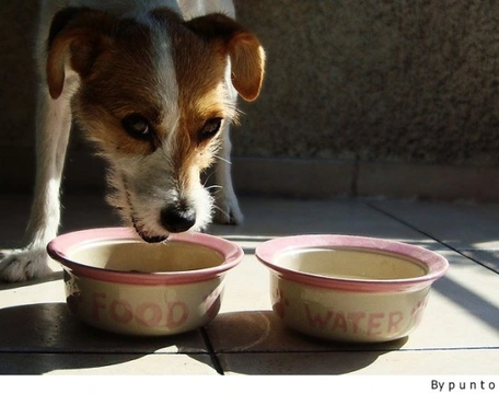 Qué alimentación le tengo que dar a mi perro de raza pequeña, si es...